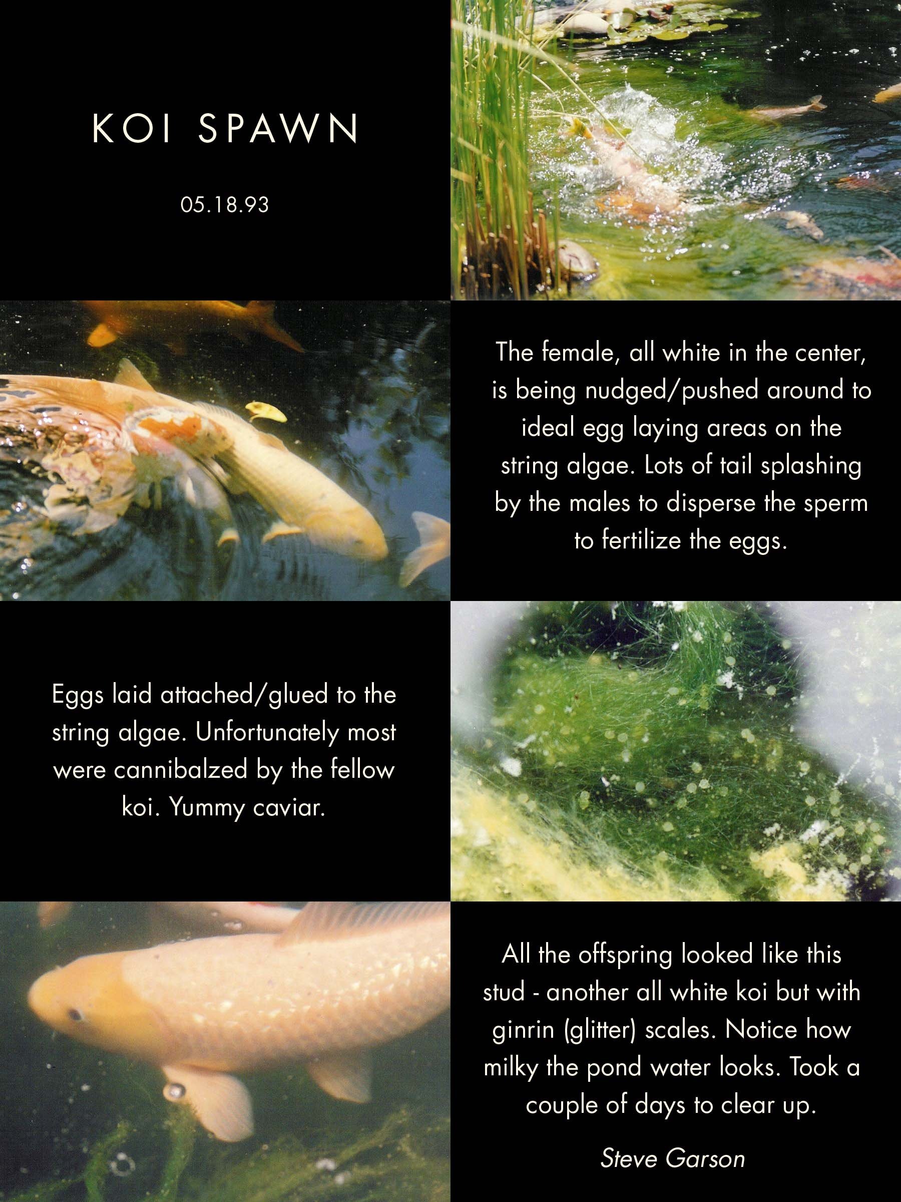How Many Babies Do Koi Fish Have At A Time To answer your question a adult female Koi carp depending on its age and size can lay any were between 100000 to more then 1000000 eggs.