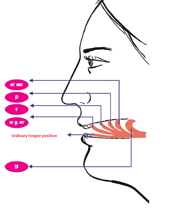 Position of s in english alphabets is, 19 ; How to pronounce the letters ந and ன in the Tamil alphabet ...