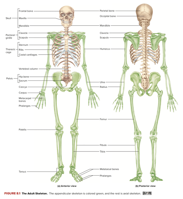 Axial Skeleton Diagram Axial Skeleton Skeleton Anatomy Human Anatomy And Physiology What are haversian systems.