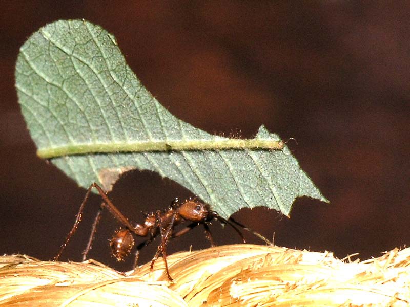 How can ants carry 10-15 times their body weight? - Quora