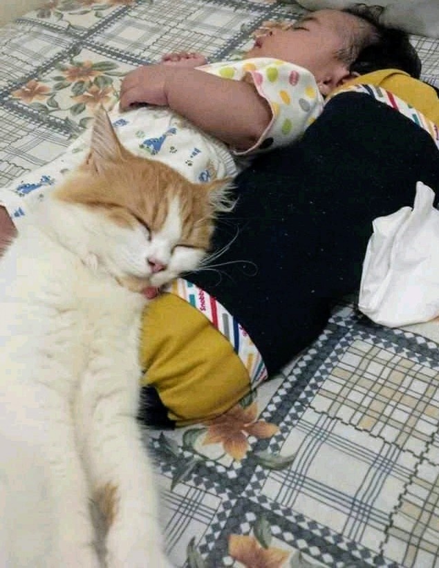 Mengapa kucing suka bikin gregetan manusia atau pemiliknya? - Quora