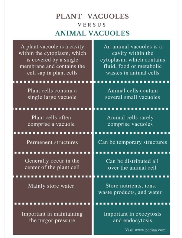 We did not find results for: What Is The Difference Between Plant Cell Vacuoles And Animal Cell Vacuoles Quora