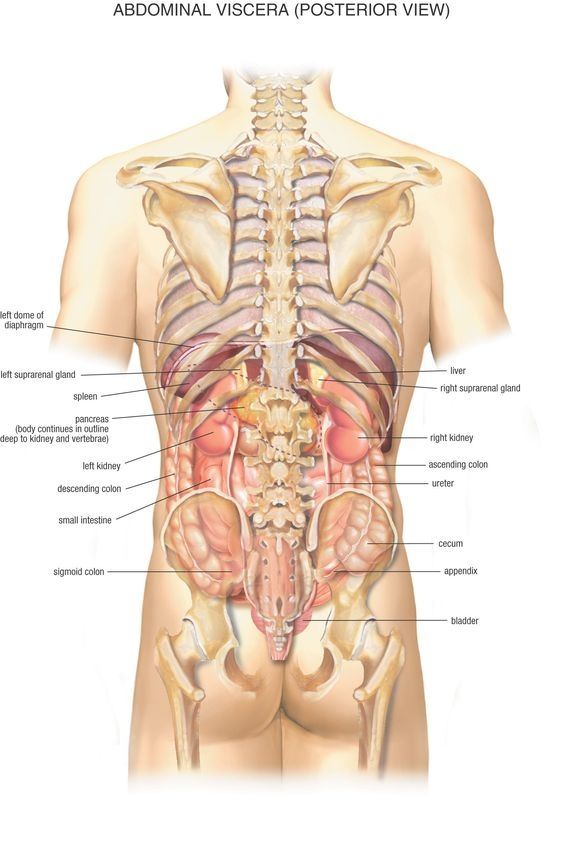 Human Organs In The Bpody From A Back View : What organs are on the right side of your back? - Quora