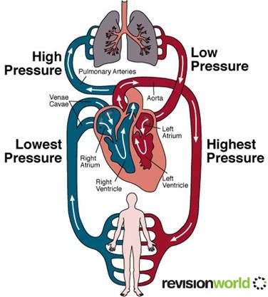 The question is when the system is back online what will be in its place? How Does The Human Circulatory System Work Quora
