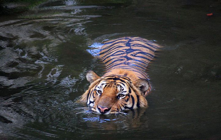 Fungsi pulser pada motor jenis cara cek dan ciri cirinya. Do Tigers Eat People Quora