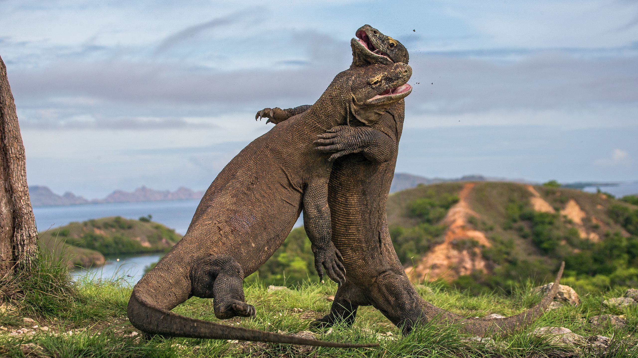 Berikut ini organ gerak pada hewan seperti katak ikan, kadal, kambing, ular yang bisa dijadikan referensi untuk kunci jawaban kelas 5 . Apakah Buaya Dan Aligator Sekeluarga Dengan Cicak Kadal Biawak Dan Komodo Kelihatannya Mereka Sama Sama Hewan Melata Quora