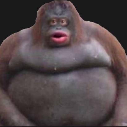 Help safety terms privacy creator portal community guidelines copyright. What Is The Tiktok Monkey Pfp Quora