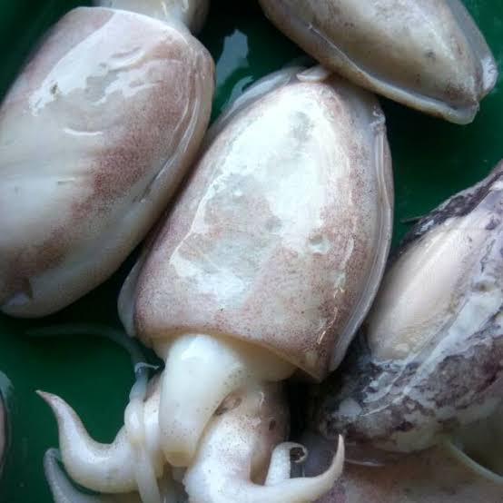 Teknologi pengolahan hasil perikanan (tphp) politeknik pertanian negeri. Apa Perbedaan Antara Cumi Cumi Dan Sotong Quora