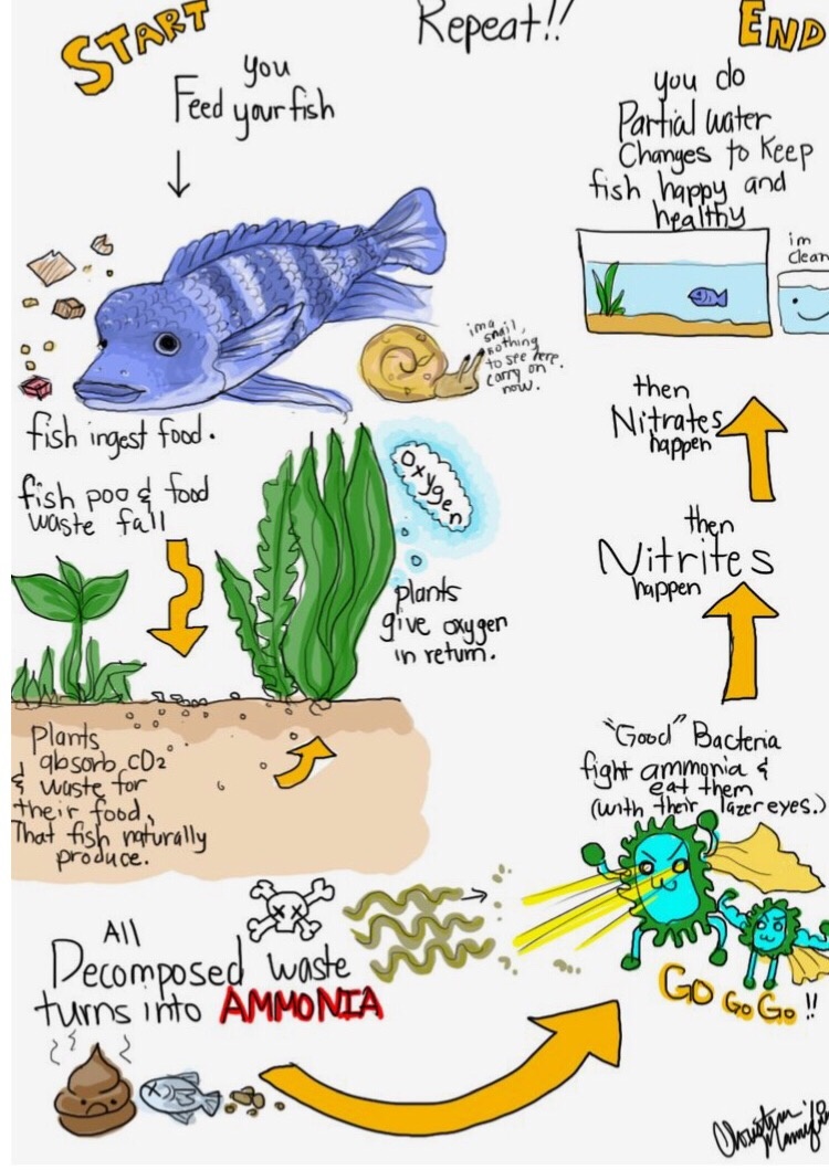 Betta Fish Bubble Nests Everything You Need To Know Fishkeeg World The truth is that the male betta will not be intimidated by the destruction of a bubble nest.
