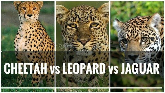 But how can you tell these big cats apart? What Are The Similarities Between Jaguars Cheetahs And Leopards Quora