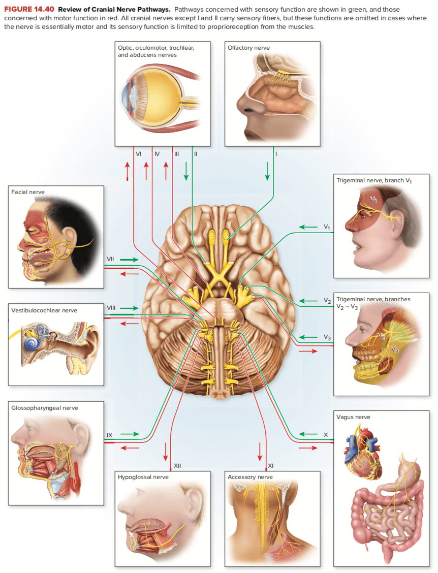 Nerve pain can range from a sharp, stabbing pain to a mild tingling. Which Cranial Nerve Is Not Considered A True Cranial Nerves And Why Quora