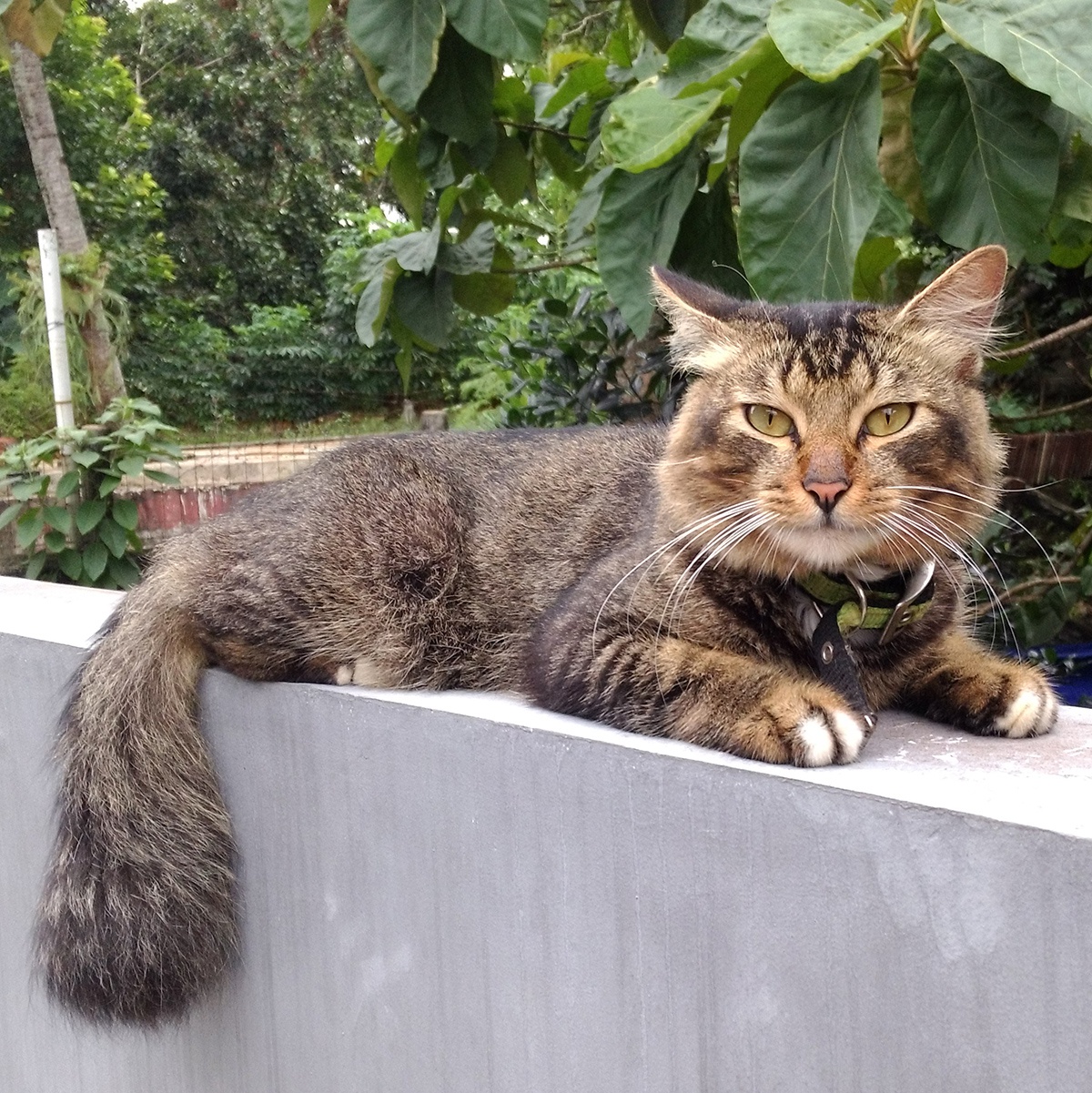 Rontgen leher biaya juga disebut dengan rontgen cervical. Berapa Harga Rontgen Kucing Quora