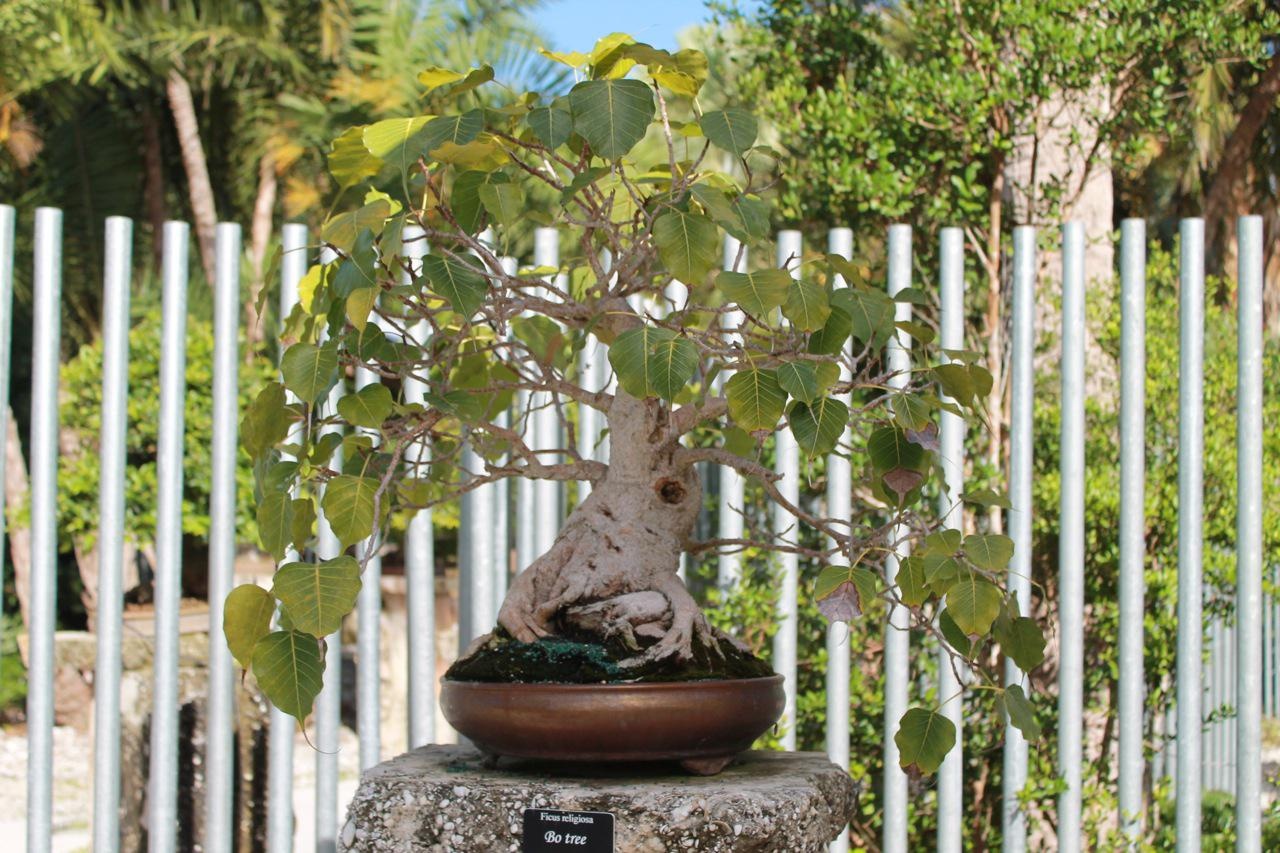 If you're trying to create a tropical oasis, you'll definitely need a palm tree or two. Does Peepal Tree Really Give Oxygen Even During The Night Time Quora