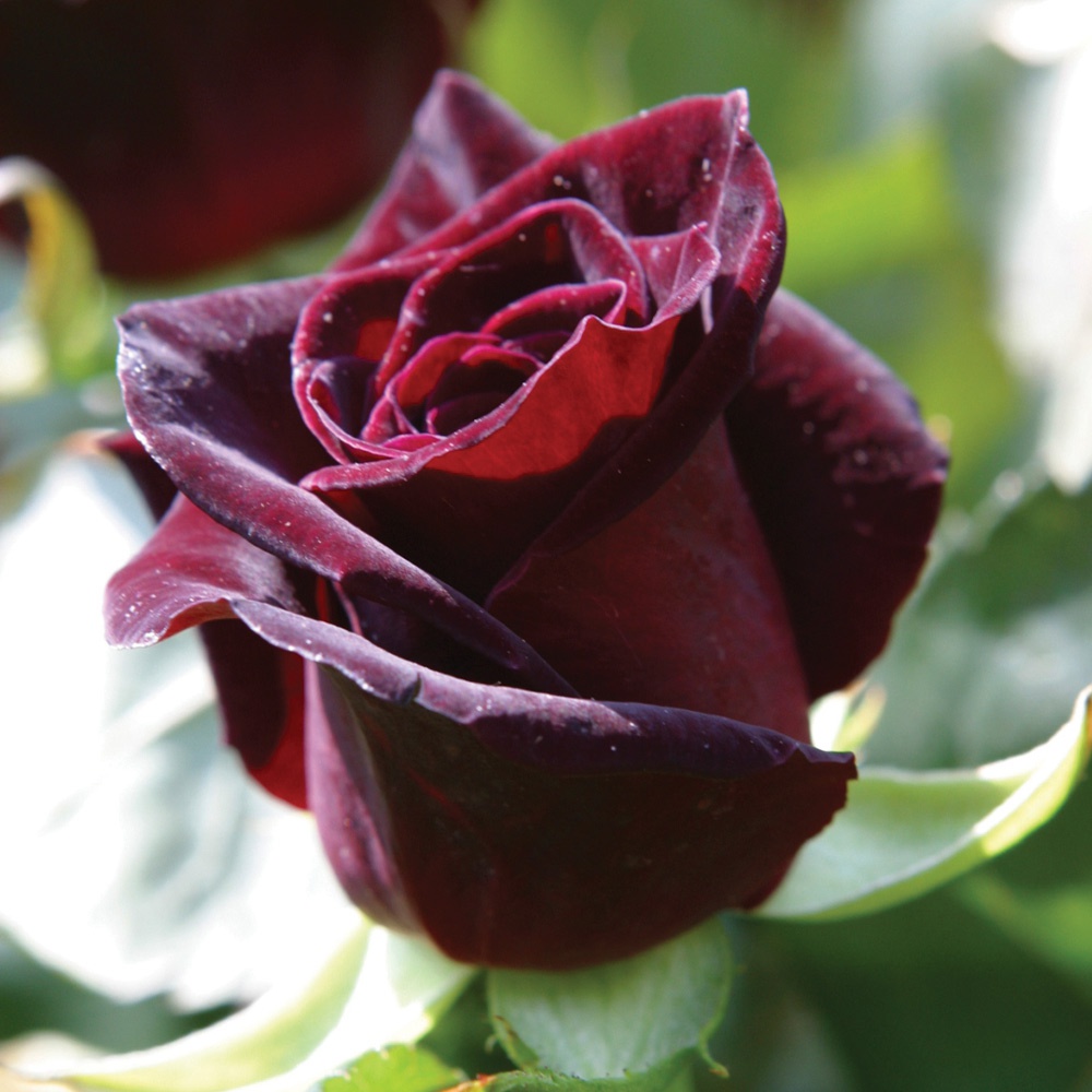 Apa itu mawar hitam? - Quora