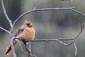 birds where rains storm tree feeding robins sit often there tend songbirds burrow ground inside