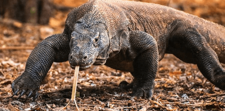 Mengapa komodo hanya ada di Indonesia? - Quora