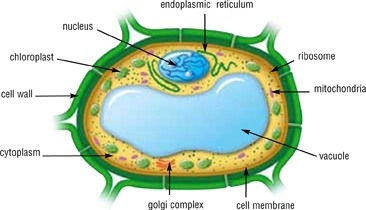 Are plant cell vacuoles extensive. Does a plant cell have a vacuole? - Quora
