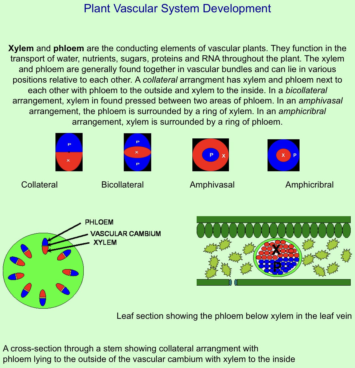 Dari perspektif evolusi, mengapa xilem berada di dalam floem? - Quora