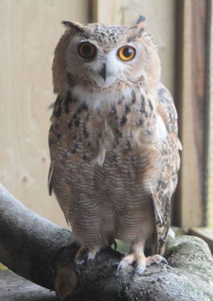 bird would were upvoters requested answer views