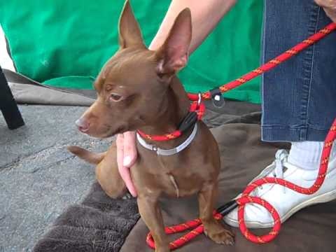 They are very bright, energetic and loyal. How to breed a Doberman/Dachshund mix - Quora