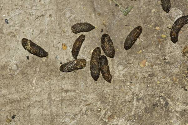 Mouse droppings, which look like small, elongated pellets, dark brown in color, with pointed ends. How to identify rat droppings - Quora