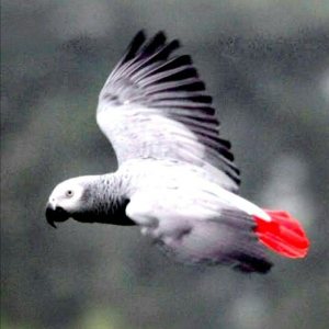 birds rain rains bird shelter wind ducks lorikeets butcher sydney
