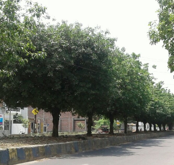 10 Of The Most Fascinating Extinct Trees Tree Species Extinction Extinction 15Improved quality of life.