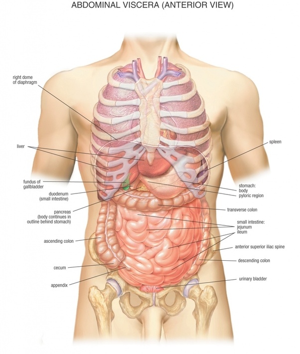 What Is Right Below Ribcage . Why Do I Have A Lump In The Middle Of My Rib Cage Quora