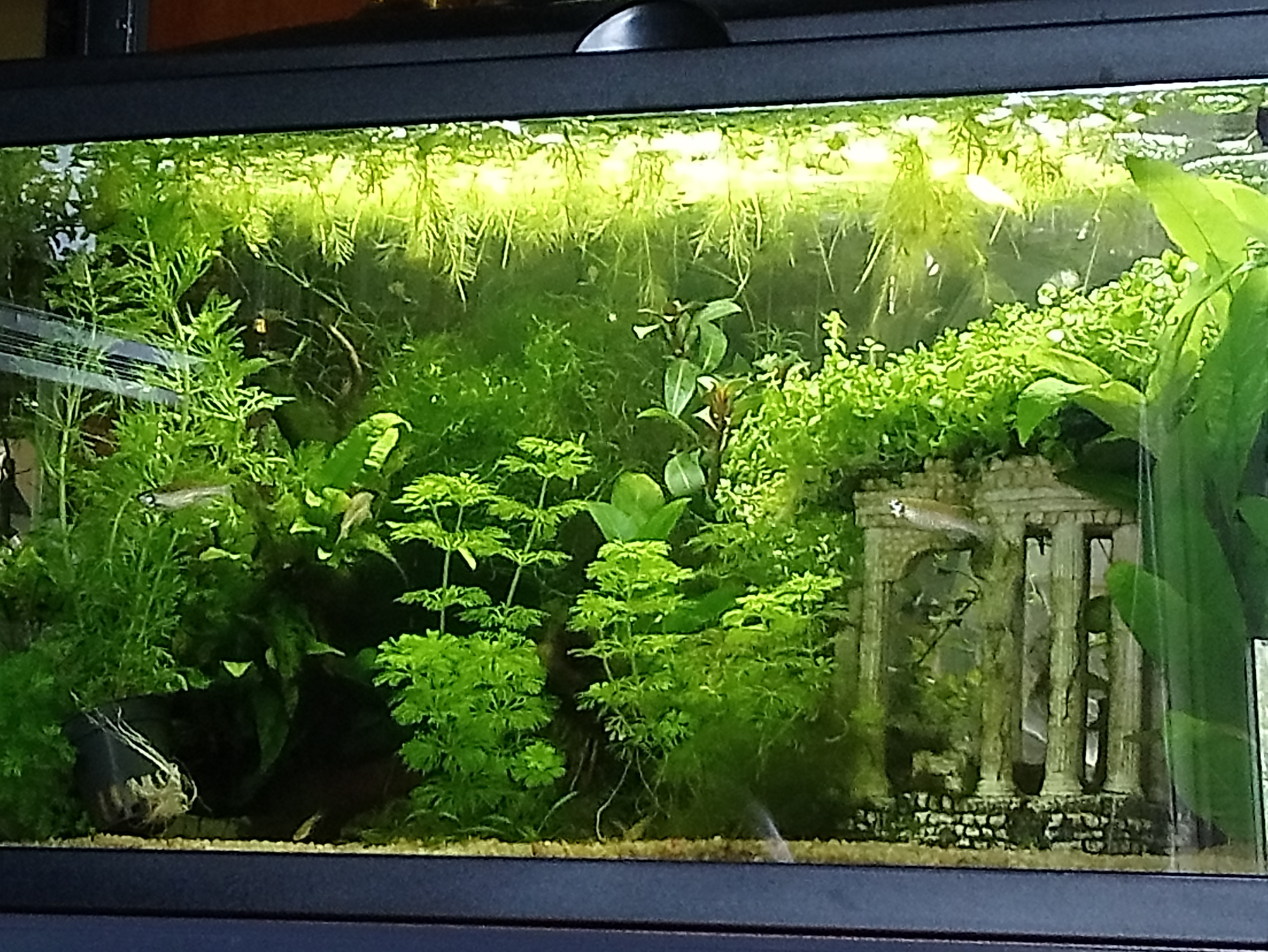 Best 10 Gallon Fish Tank Reviews Buyer S Guide Winner Swiss Tropicals has some sponge filters that if you check the details on the JetLifters do specify a GPH though its still going to depend on the air flow.