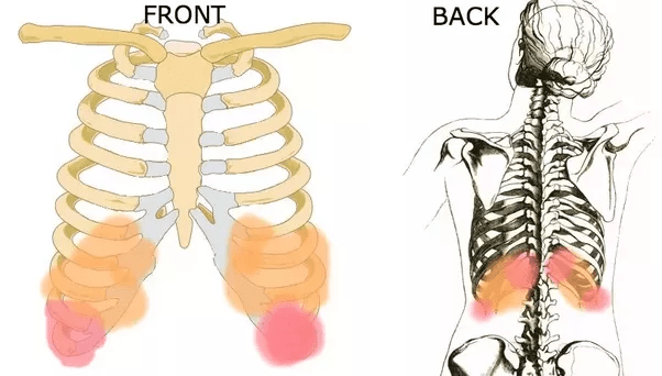 Anatomy Of Right Side Of Back Of Rib Cage . What causes stomach pain under the rib cage on both sides ...