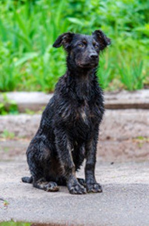 Sirius Black Dog Fanart - What Do Harry Potter Snape Fans Think About Sirius Black Quora