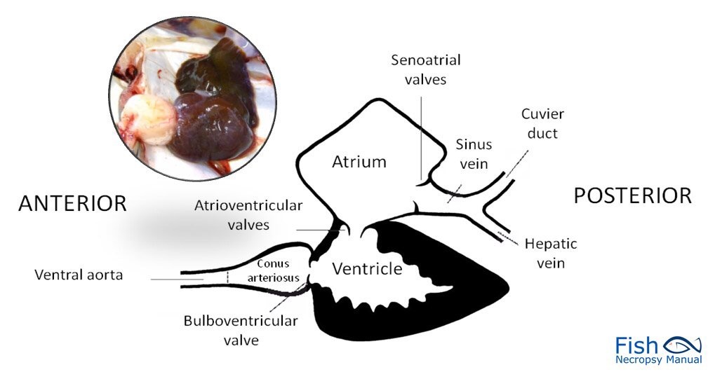 Apakah ikan memiliki jantung? - Quora