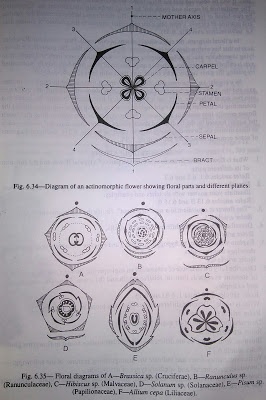 What Is Floral Formula And How Can You Draw Diagram By It Quora