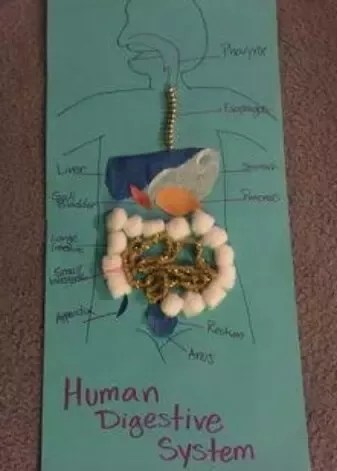 What Would Be A Good Topic In Biology To Use For A Project For A Class 12 Student Quora