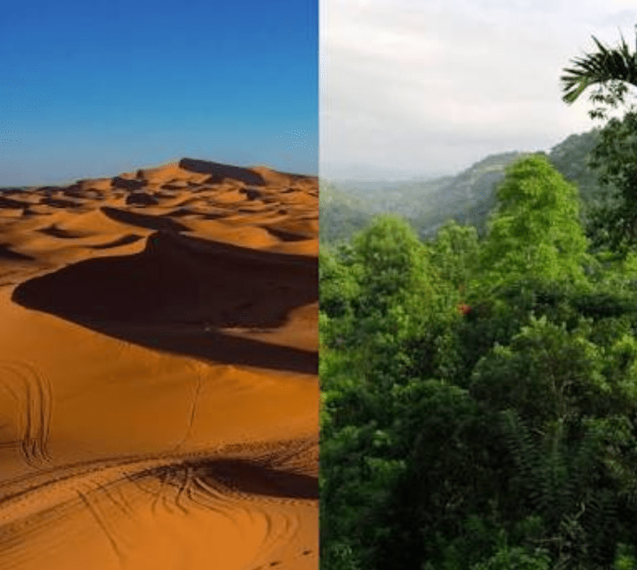 Find the perfect single tree of desert stock photo. What Would Happen To The World Climate If The Sahara Desert Became A Forest Quora