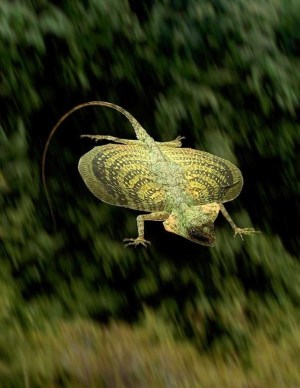 animals flying examples loading