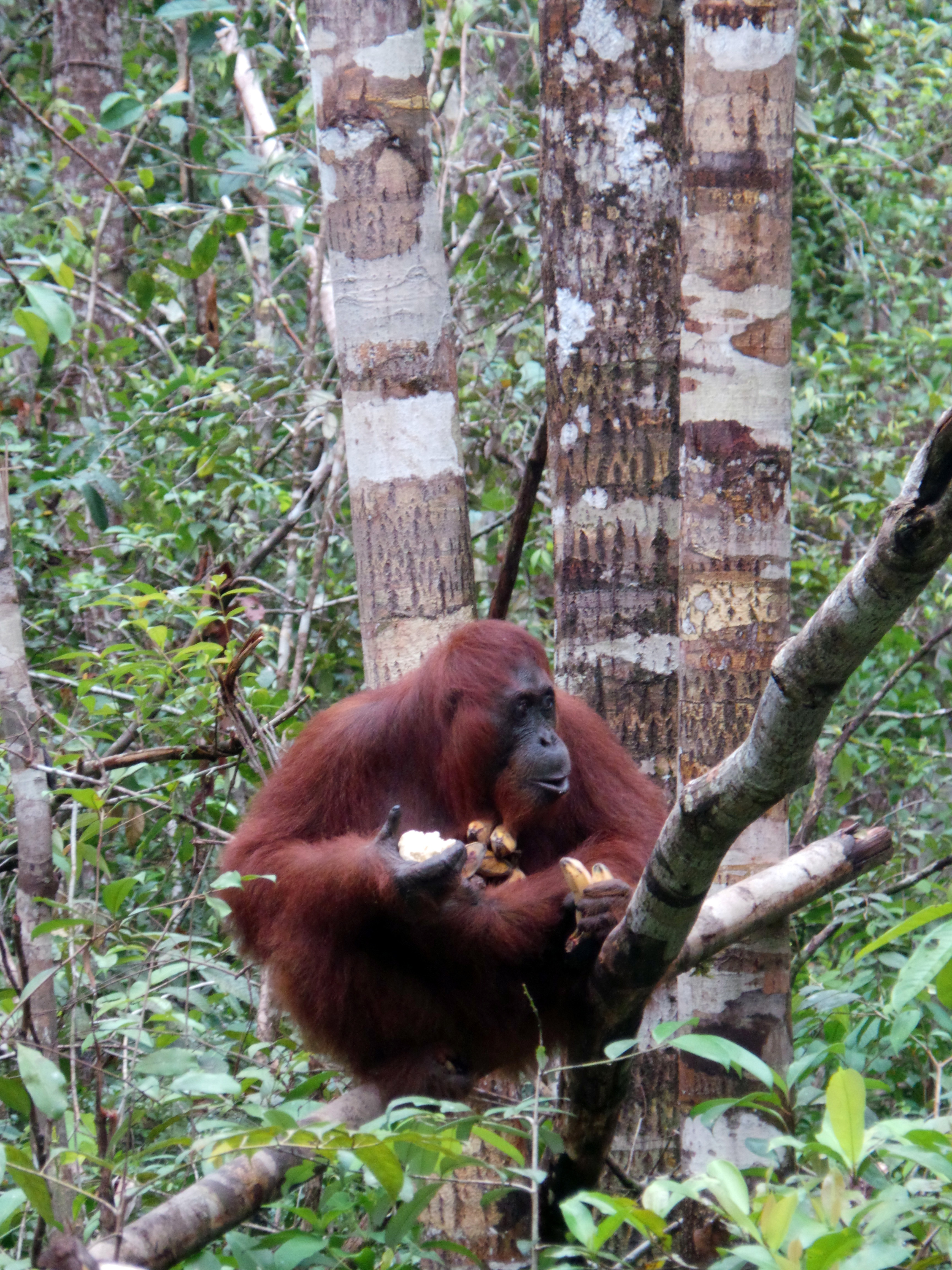 Bisakah Anda menjelaskan hewan endemik baik darat maupun laut dan tumbuhan  endemik yang terdapat di daerah Anda? - Quora