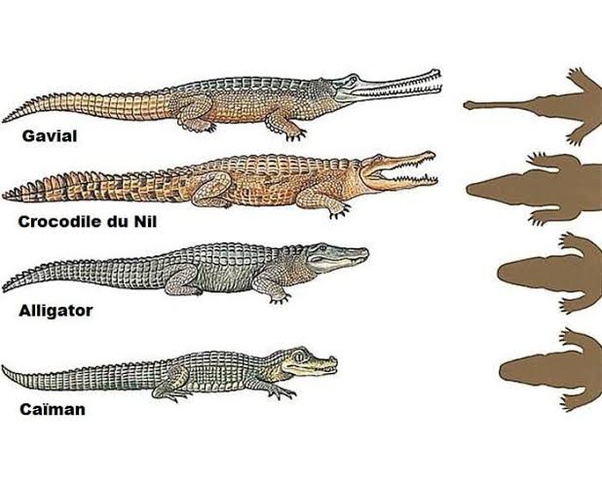 Alligators tend to be darker in color than crocodiles; What S The Difference Between A Caiman An Alligator And A Crocodile Quora
