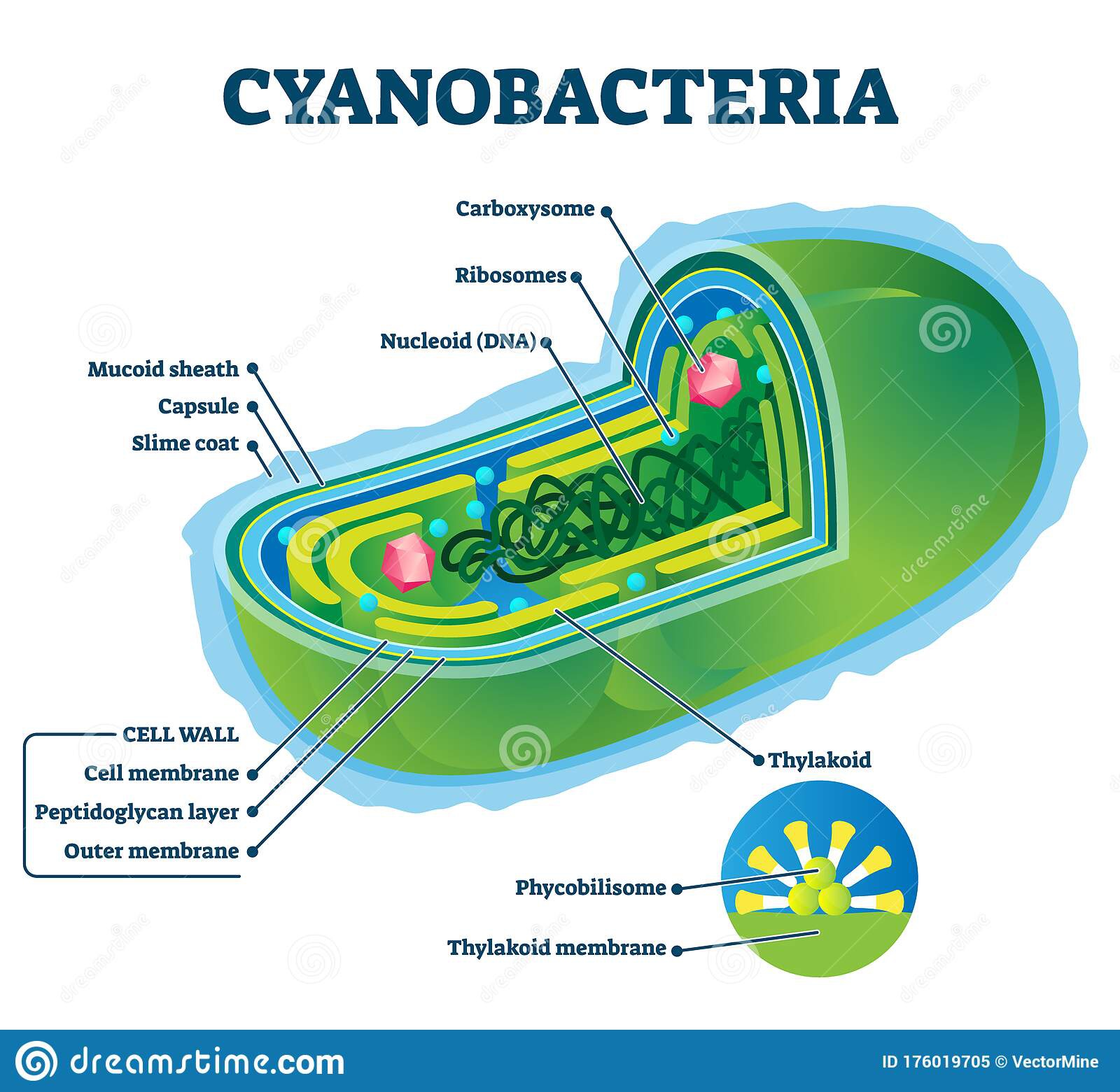 Apakah cyanobacteria autotrofik atau heterotrofik? - Quora