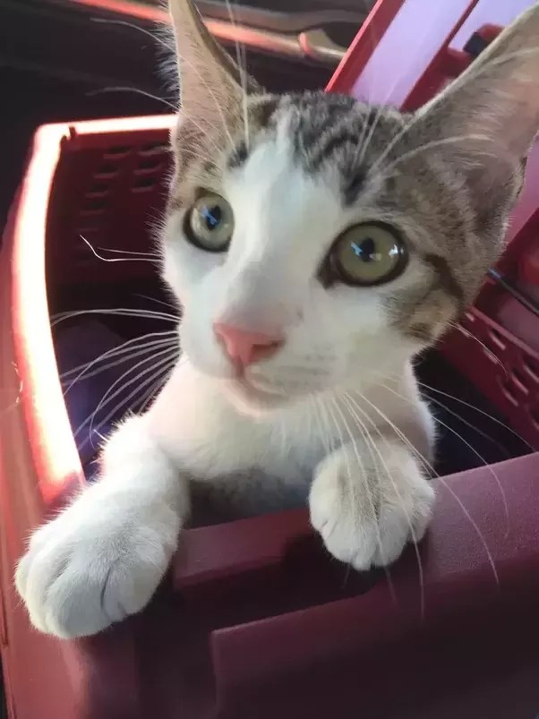 Is It Normal If My Kitten Meows A Lot Quora