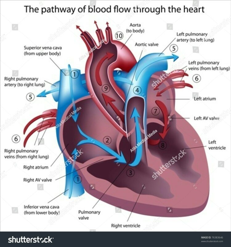 Berapa kali jantung Anda berdetak dalam sehari? - Quora