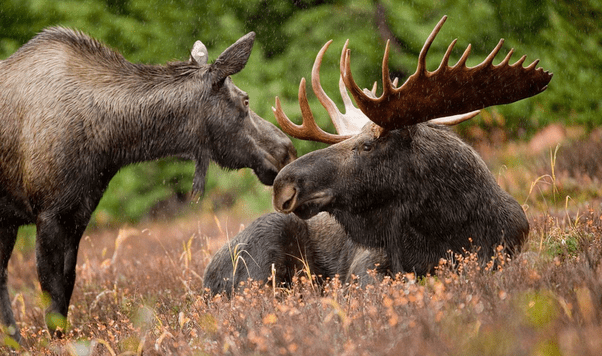 We did not find results for: What's the plural of "moose"? - Quora