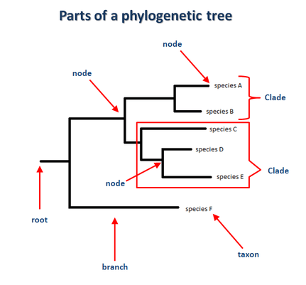 Phylogeic Trees Biology For Majors Ii 