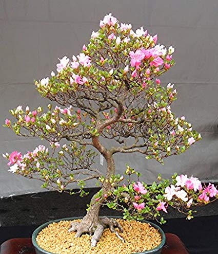 Sara elliott once the roots are trimme. Fastest What Do Bonsai Trees Symbolize