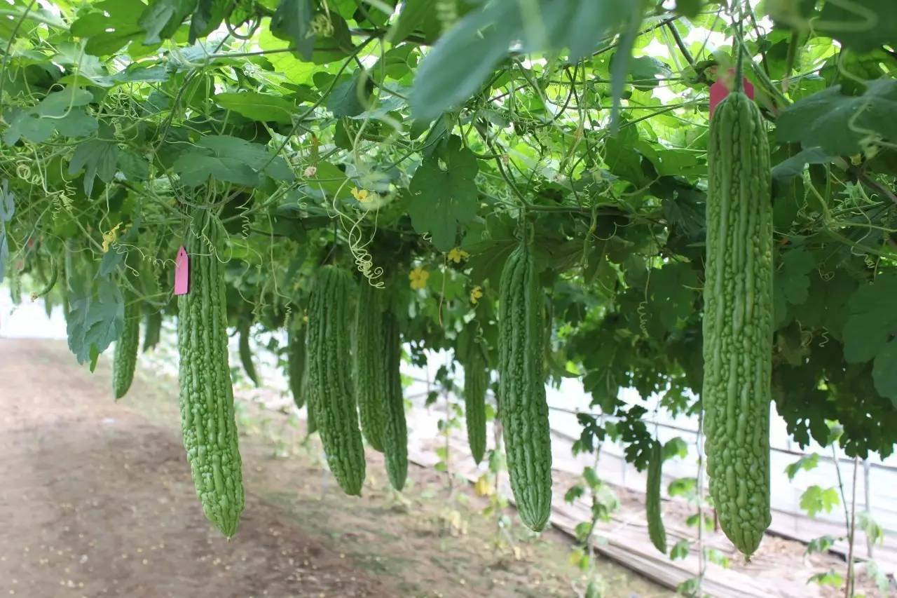 Learn more these and other hints. Is Bittermelon Good For You Quora