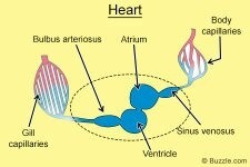 Fish species are dying off and now there is an abundance of plankton. How many heart chambers are in a fish? How do they ...