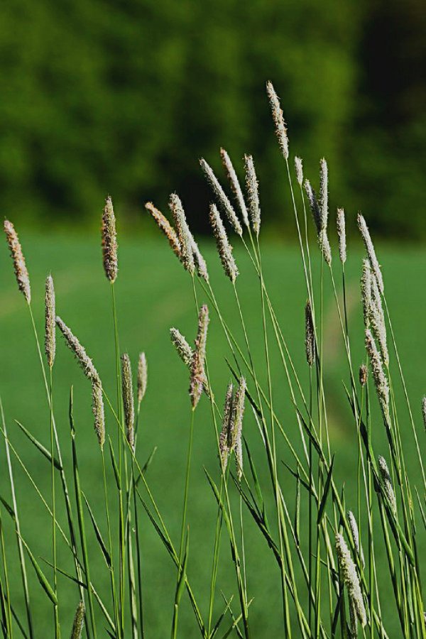 Tom harris to establish a beauti. Does Timothy grass make a decent grass for lawns? I know