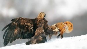 bird prey dangerous eagle golden kill wolves