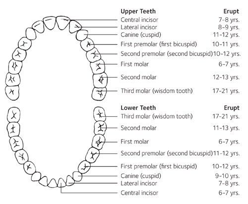 how long does it take adult teeth to grow in quora