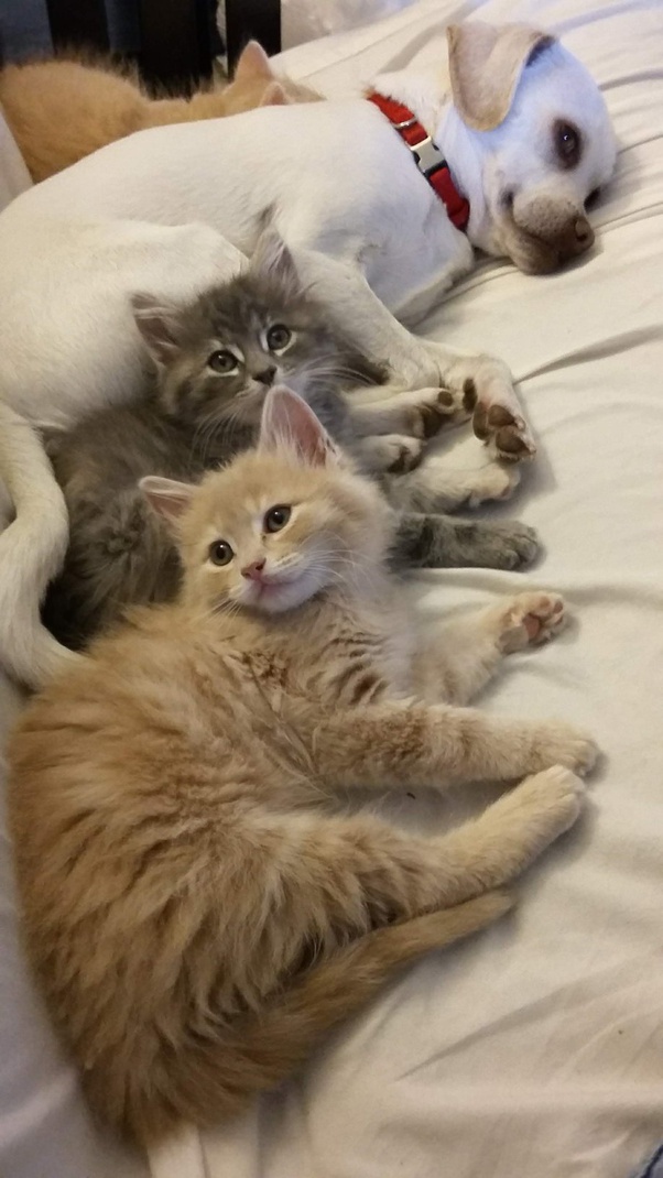 What Breeds Make Up A Munchkin Cat? - Quora